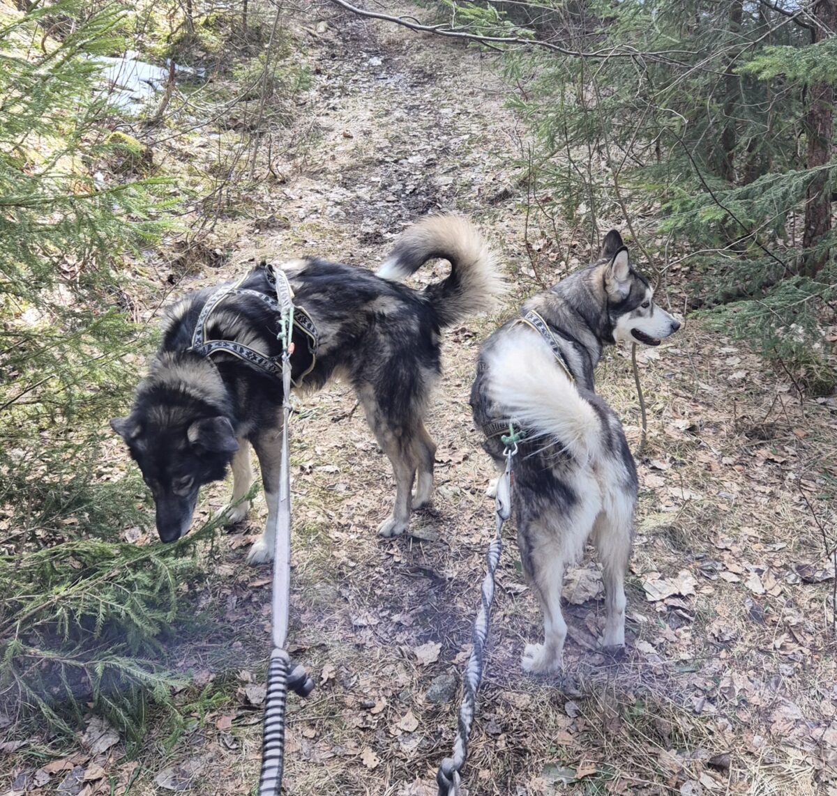 I kjelleren kan mye skje.